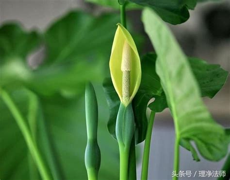 滴水觀音 植物|滴水觀音花:滴水觀音,生長習性,養殖條件,繁殖,分株、播種,截乾,注。